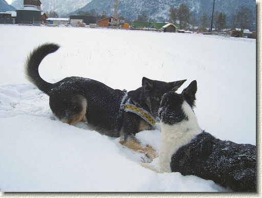 Nchstes Bild